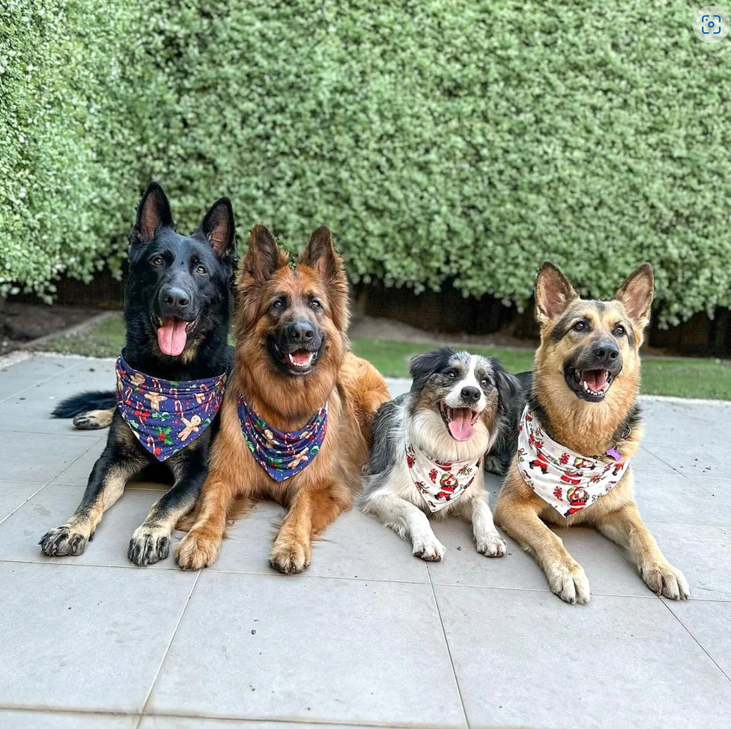 christmas pjs for dogs australia